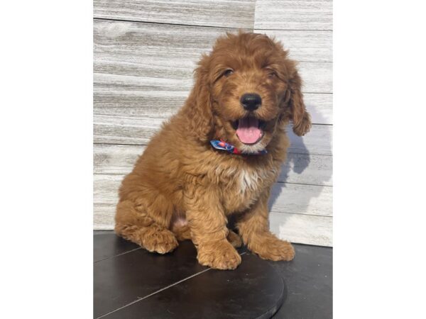 Goldendoodle Mini-Dog-Male-RED-4811-Petland Knoxville, Tennessee