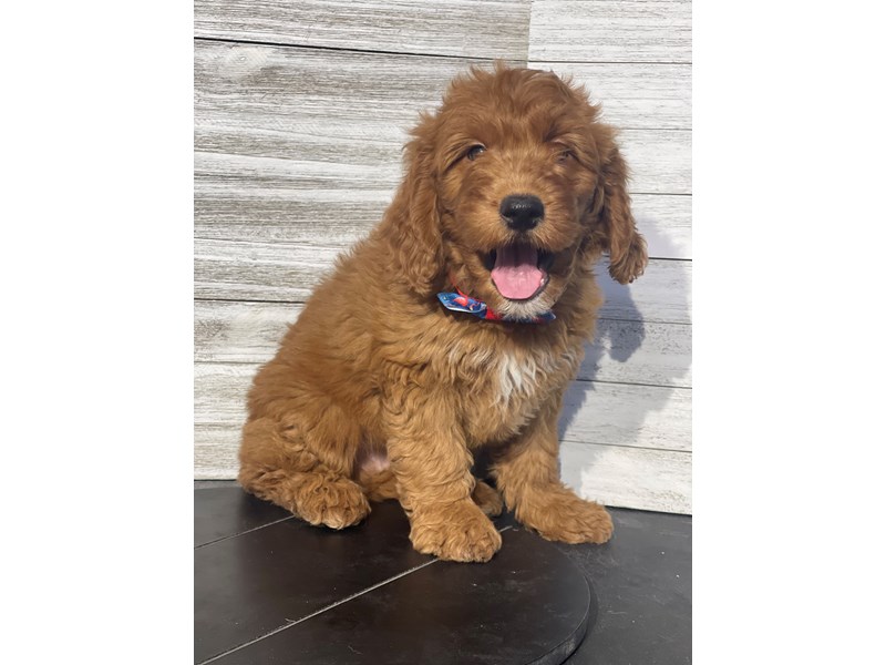 Goldendoodle Mini-DOG-Male-RED-4092269-Petland Knoxville