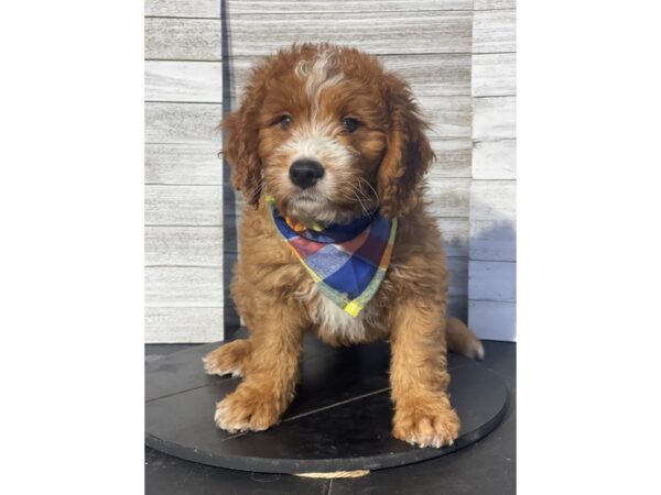 Goldendoodle Mini-DOG-Male-RED-4810-Petland Knoxville, Tennessee