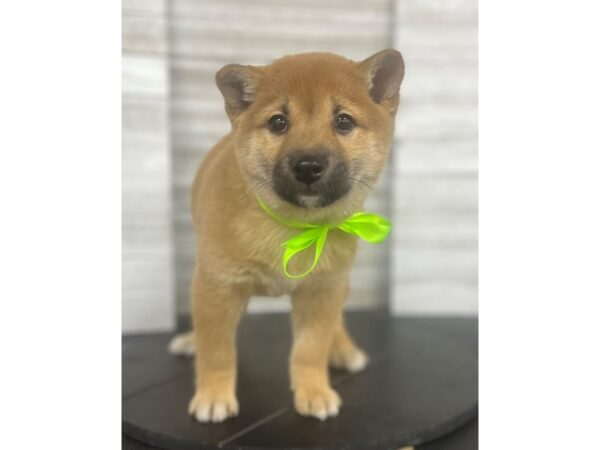 Shiba Inu-DOG-Female-Red-4812-Petland Knoxville, Tennessee