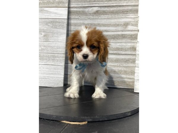 Cavalier King Charles Spaniel Dog Male RED AND WHITE 4822 Petland Knoxville, Tennessee