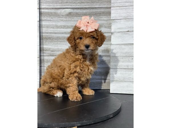 Goldendoodle Mini 2nd Gen-Dog-Female-GOLDENAND WHITE-4820-Petland Knoxville, Tennessee