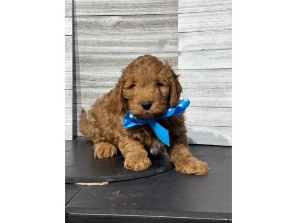 Goldendoodle Mini 2nd Gen-DOG-Male-RED-4819-Petland Knoxville, Tennessee