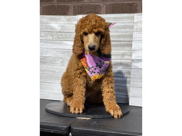 Poodle-Dog-Female-RED AND WHITE-4821-Petland Knoxville, Tennessee
