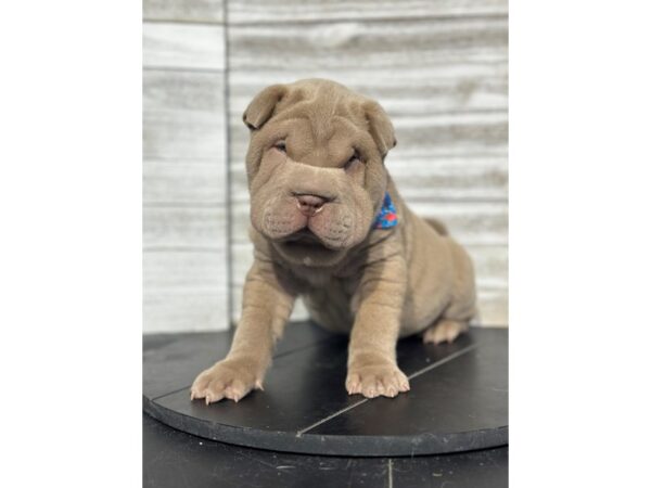 Chinese Shar-Pei DOG Male Lilac Dilute 4824 Petland Knoxville, Tennessee