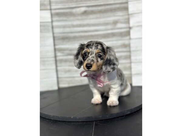 Dachshund DOG Female White / Tan 4825 Petland Knoxville, Tennessee
