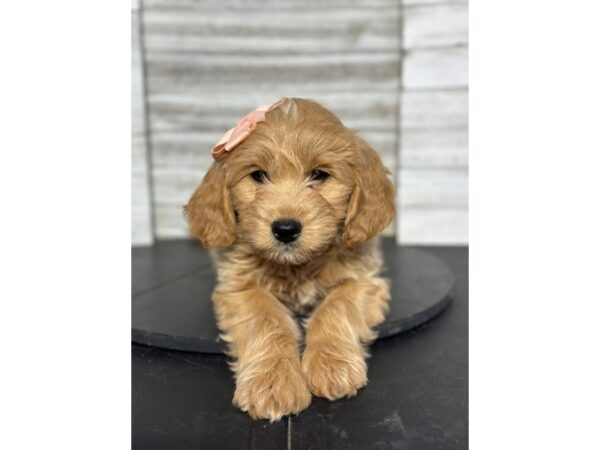 Mini Goldendoodle DOG Female red 4826 Petland Knoxville, Tennessee