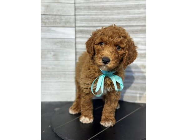 Moyan Poodle Dog Female red 4827 Petland Knoxville, Tennessee