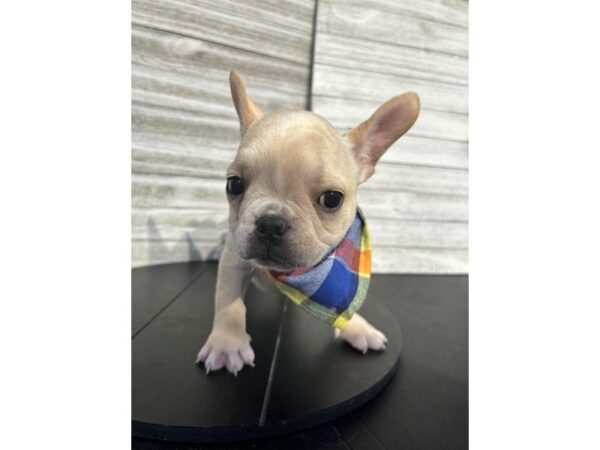 French Bulldog-DOG-Male-Cream-4838-Petland Knoxville, Tennessee