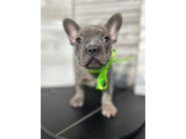 French Bulldog-Dog-Male-blue fawn-4831-Petland Knoxville, Tennessee
