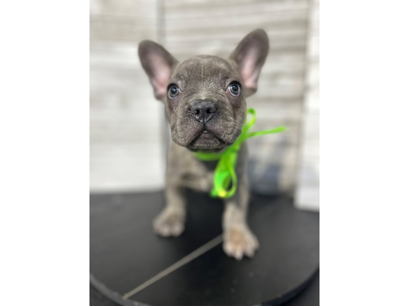 French Bulldog-DOG-Male-blue fawn-4111736-Petland Knoxville