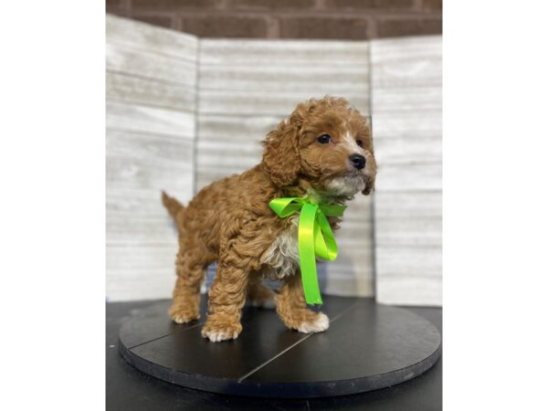 Cavapoo-DOG-Male-Red-4834-Petland Knoxville, Tennessee