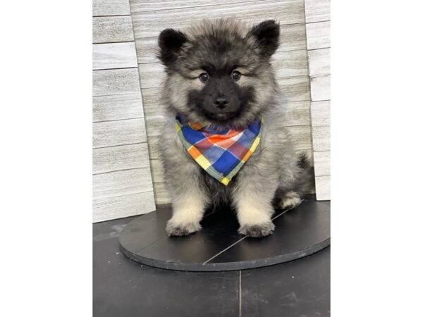 Keeshond-Dog-Male-Black / Silver-4837-Petland Knoxville, Tennessee