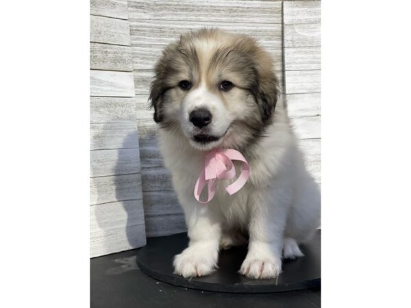 Great Pyrenees-DOG-Female-White-4836-Petland Knoxville, Tennessee