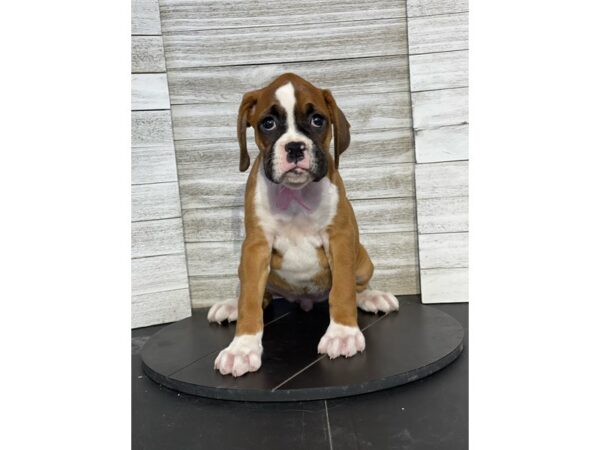 Boxer-DOG-Female-fawn and white-4832-Petland Knoxville, Tennessee