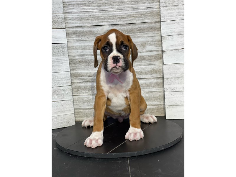 Boxer-DOG-Female-fawn and white-4085165-Petland Knoxville