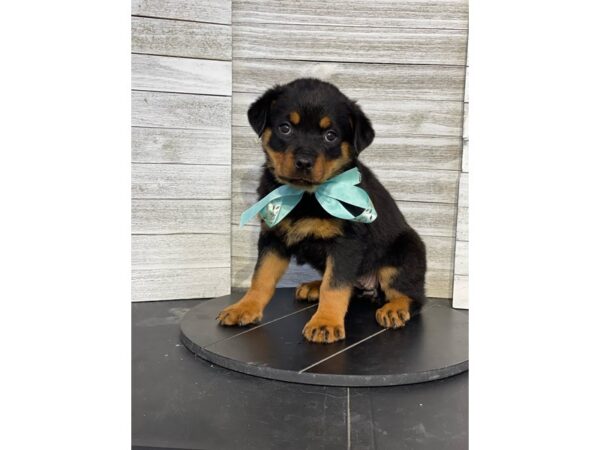 Rottweiler-Dog-Female-Black / Tan-4840-Petland Knoxville, Tennessee
