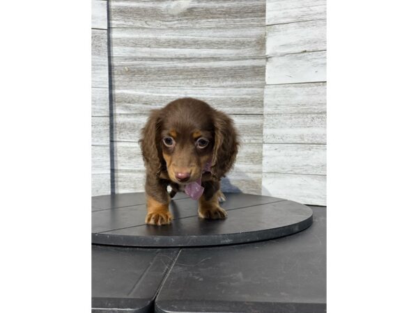 Dachshund Dog Female brown and tan 4855 Petland Knoxville, Tennessee