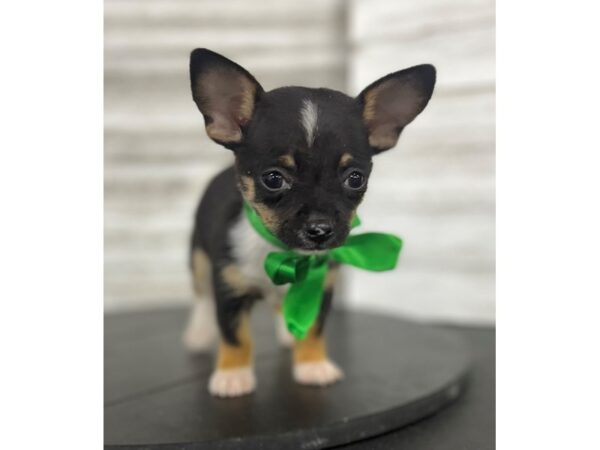Chihuahua-Dog-Male-TRI COLOR-4857-Petland Knoxville, Tennessee