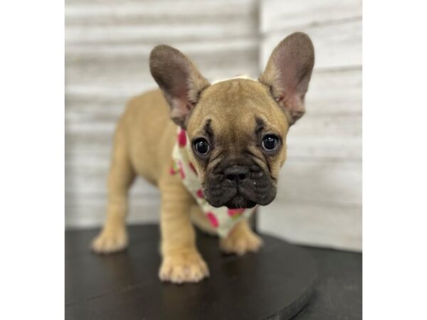 French Bulldog-Dog-Female-fawn-4856-Petland Knoxville, Tennessee
