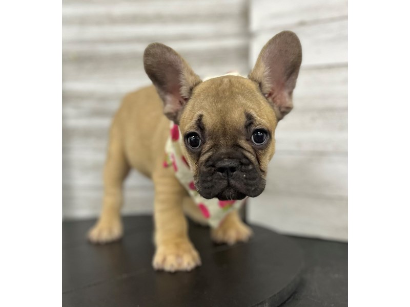 French Bulldog-Female-fawn-4139771-Petland Knoxville
