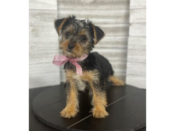 Yorkshire Terrier-Dog-Female-Black / Tan-4860-Petland Knoxville, Tennessee