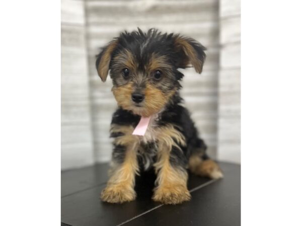 Yorkshire Terrier Dog Female Black / Tan 4859 Petland Knoxville, Tennessee