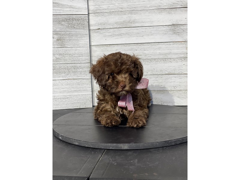 Cockapoo Small Animal Chocolate ID:4862 Located at Petland Knoxville ...