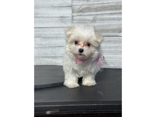 Maltese Dog Female white 4866 Petland Knoxville, Tennessee