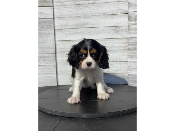 Cavalier King Charles Spaniel Dog Female tri 4872 Petland Knoxville, Tennessee