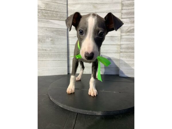 Italian Greyhound Dog Male Blue / White 4874 Petland Knoxville, Tennessee