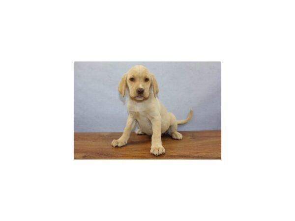 Labrador Retriever-DOG-Female-Yellow-358-Petland Knoxville, Tennessee