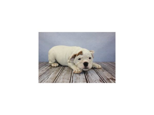 English Bulldog DOG Female Red Brindle and White 434 Petland Knoxville, Tennessee