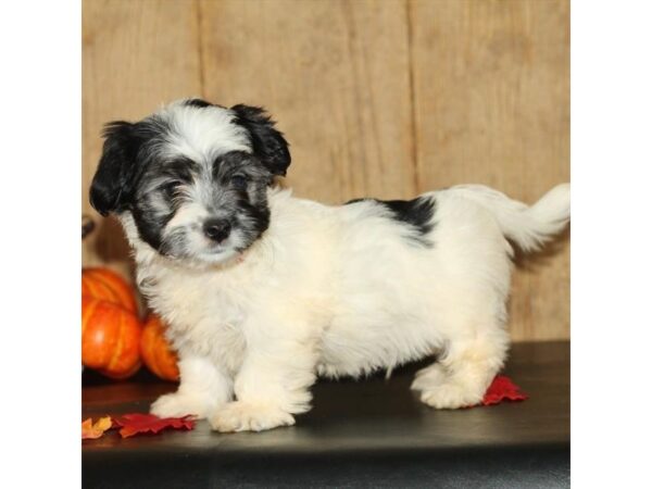 Maltese/Chihuahua DOG Male Black / White 422 Petland Knoxville, Tennessee
