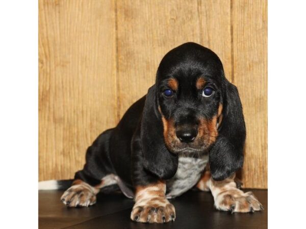 Basset Hound-DOG-Male-Black White / Tan-465-Petland Knoxville, Tennessee