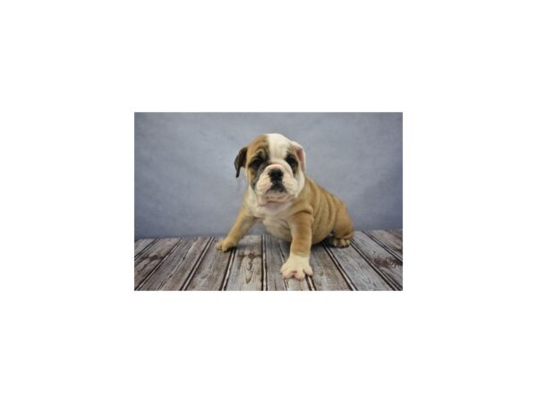 English Bulldog-DOG-Female-Red and White-499-Petland Knoxville, Tennessee