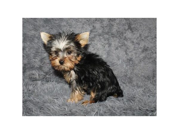 Yorkshire Terrier-DOG-Male-Black / Tan-466-Petland Knoxville, Tennessee