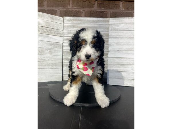 Mini Bernedoodle-Dog-Female-BLACK AND WHITE-4785-Petland Knoxville, Tennessee