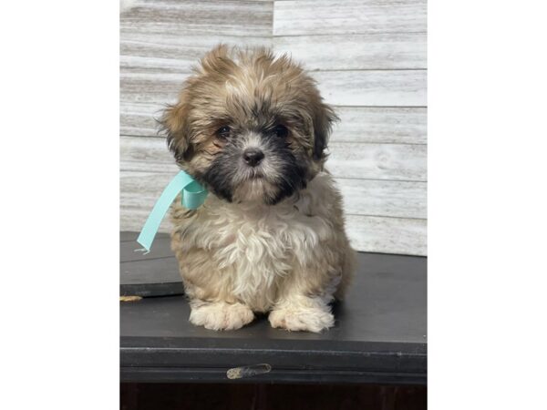 Shih Tzu Dog Male BROWN AND WHITE 4802 Petland Knoxville, Tennessee
