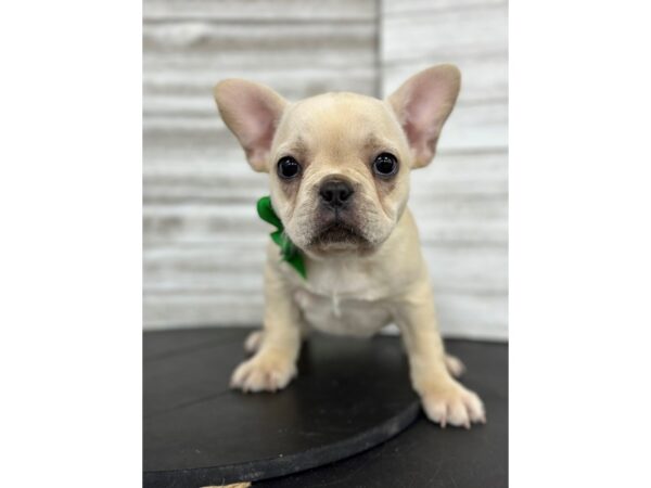 French Bulldog-Dog-Female-Cream-4805-Petland Knoxville, Tennessee