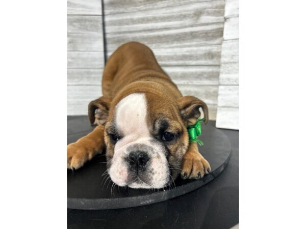 English Bulldog Dog Male Red/white 4829 Petland Knoxville, Tennessee