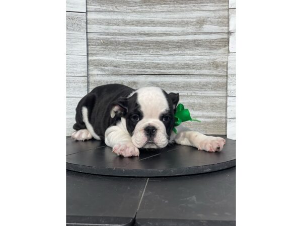 English Bulldog-Dog-Male-blk/wh-4830-Petland Knoxville, Tennessee
