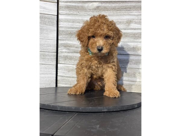 Poodle Mini-Dog-Male-Red-4843-Petland Knoxville, Tennessee