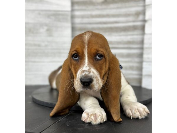 Basset Hound-Dog-Female-BROWN AND WHITE-4848-Petland Knoxville, Tennessee