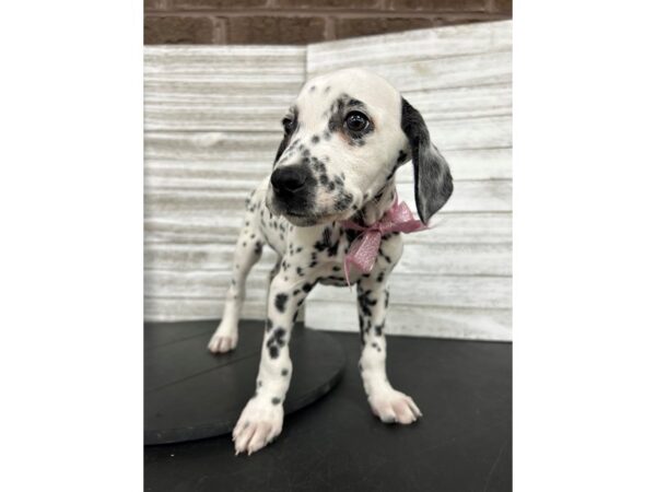Dalmatian Dog Female WHITE AND BLACK 4849 Petland Knoxville, Tennessee