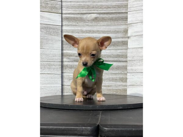 Chihuahua-Dog-Male-Fawn / White-4853-Petland Knoxville, Tennessee