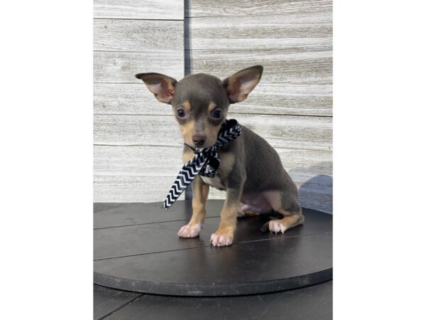 Chihuahua-Dog-Male-Blue / Tan-4854-Petland Knoxville, Tennessee