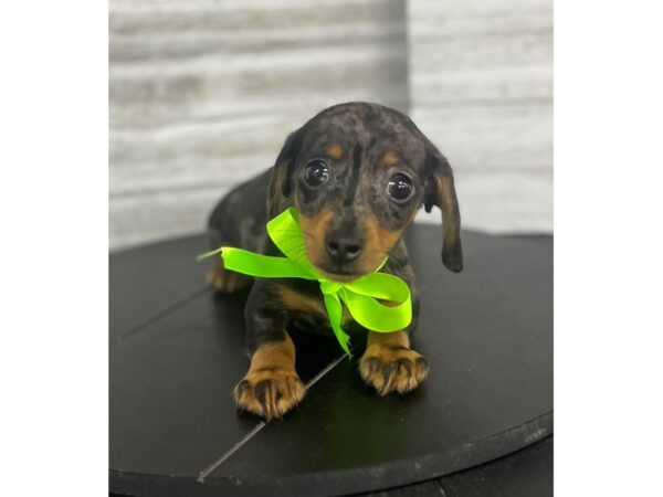 Dachshund Dog Male Black / Tan 4858 Petland Knoxville, Tennessee