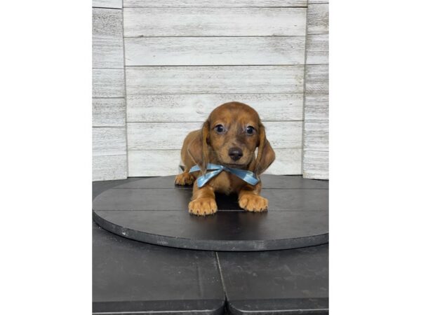 Dachshund-Dog-Male-Red Dapple-4863-Petland Knoxville, Tennessee