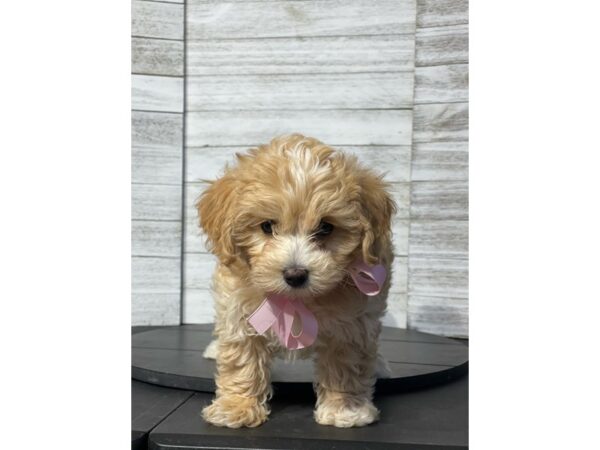 Maltipoo Dog Female Apricot 4870 Petland Knoxville, Tennessee